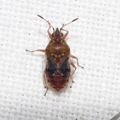 Kleidocerys resedae