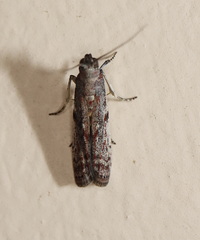 Cryptoblabes hemigypsa