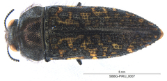Acmaeodera labyrinthica