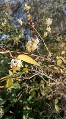 Lonicera fragrantissima