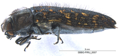 Acmaeodera labyrinthica