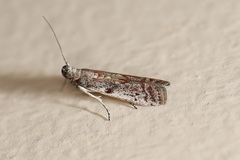 Cryptoblabes hemigypsa