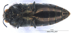 Acmaeodera labyrinthica