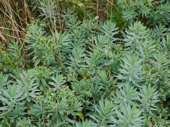 Euphorbia glauca