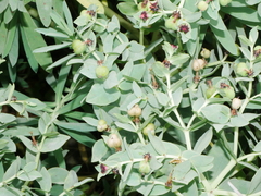 Euphorbia glauca