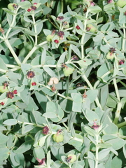 Euphorbia glauca