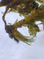 Archidium alternifolium