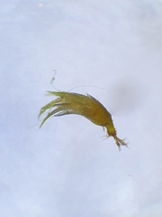 Archidium alternifolium