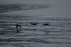 Nannopterum brasilianum