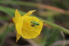 Odontura glabricauda