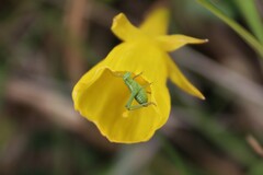 Odontura glabricauda