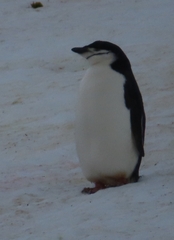 Pygoscelis antarcticus