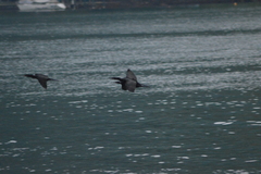 Nannopterum brasilianum