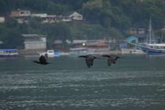 Nannopterum brasilianum