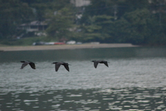 Nannopterum brasilianum