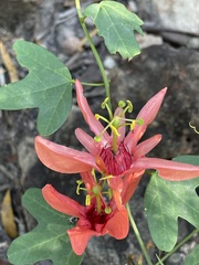 Passiflora aurantia