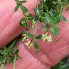 Galium porrigens porrigens