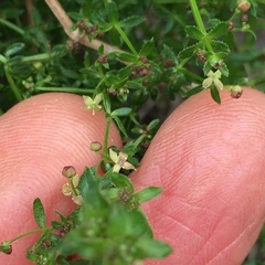Galium porrigens porrigens