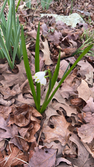 Leucojum vernum