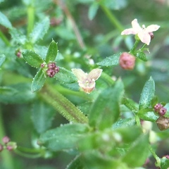 Galium porrigens porrigens