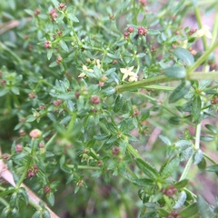 Galium porrigens porrigens