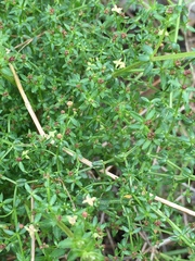 Galium porrigens porrigens