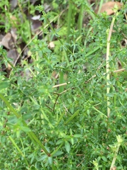 Galium porrigens porrigens