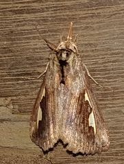 Didugua argentilinea