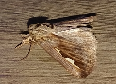 Didugua argentilinea