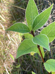 Lonicera involucrata