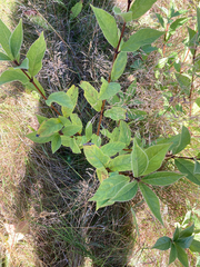 Lonicera involucrata