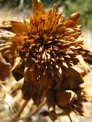Wyethia glabra