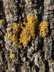 Xanthoria parietina
