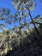 Eucalyptus thozetiana