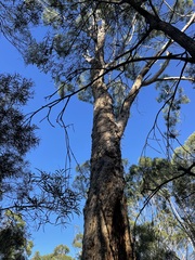Eucalyptus thozetiana