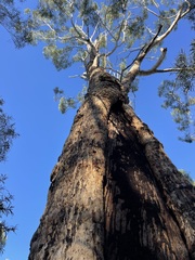 Eucalyptus thozetiana