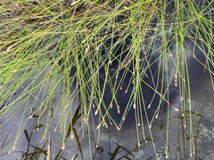 Eleocharis attenuata