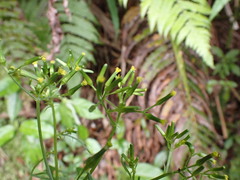 Senecio bipinnatisectus
