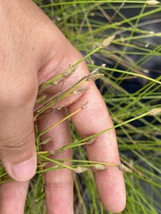 Eleocharis attenuata