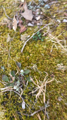 Antennaria plantaginifolia