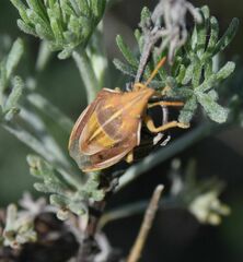 Aelia rostrata
