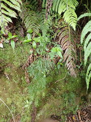 Senecio bipinnatisectus