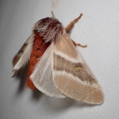 Hemileuca sororia