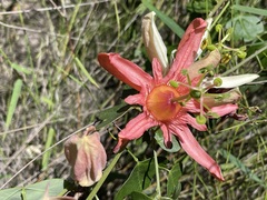 Passiflora aurantia