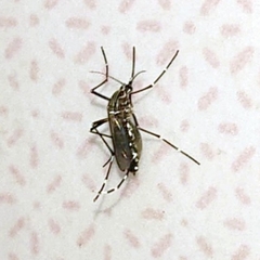 Aedes aegypti