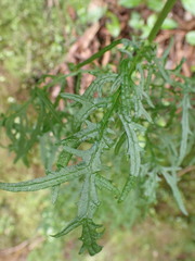 Senecio bipinnatisectus