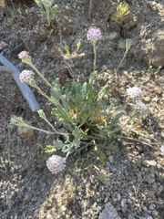 Chaenactis evermannii