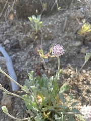 Chaenactis evermannii