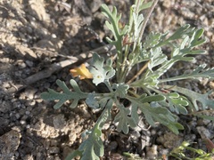 Chaenactis evermannii