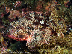 Scorpaena notata
